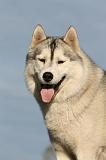 SIBERIAN HUSKY 764